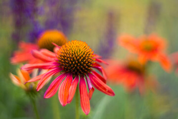 echinacea - coneflowers in the garden - abstrackt background