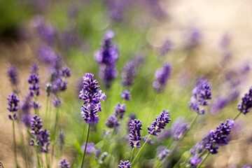 lavender flowers in a garden with natural bokeh