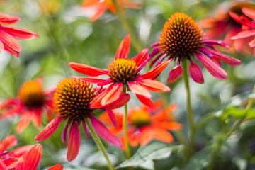 echinacea - coneflowers in the garden - abstrackt background