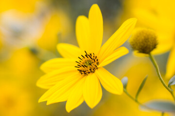 yellow flowers in a garden -  natural summer background