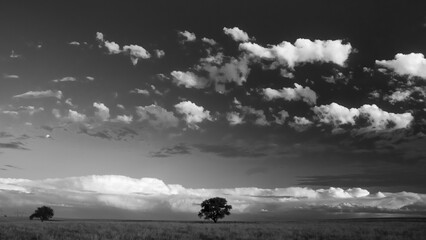 Pampas tree landscape, La Pampa province, Patagonia, Argentina.