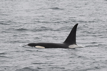 Killer whale at North Pacific Ocean, Alaska