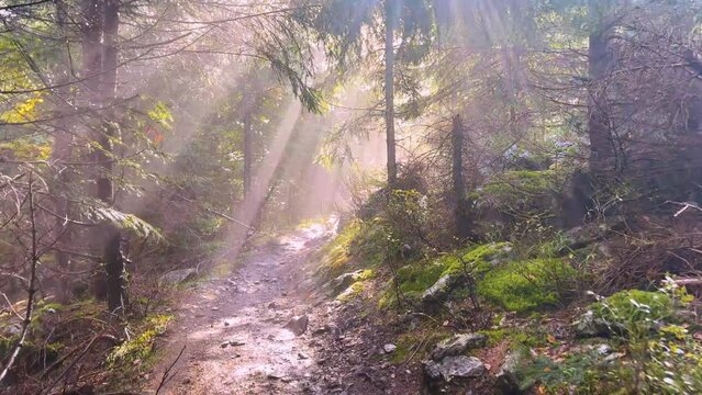 wild carpathian forest in ukraine, mountain path in fantastic sun misty rays at sunrise, wet fir trees with dew drops