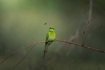 A vibrant image featuring a green bee-eater, a green-winged bee-eater, and a colorful macaw perched on branches in their natural habitat, surrounded by the beauty of wildlife and nature