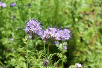 Flowering phacelia in a meadow on a sunny summer day. Natural green background with light purple flowers, horizontal photo