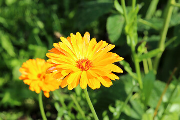 Orange calendula flowers in a flowerbed in the garden on a sunny autumn day. Natural floral background, horizontal photo, close-up, top view.