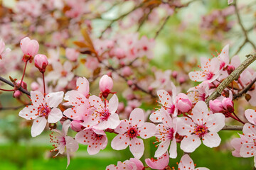 Pink flowers on a tree branch close-up, spring bloom