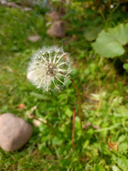 Ripe dandelion with white fluffs against a background of grass and stone in the garden. Natural floral background, vertical photo, close-up, top view.