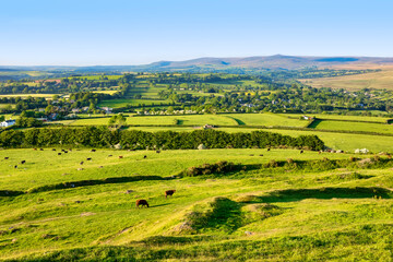Cattle grazing in lush green countryside on the edge of Dartmoor, Devon, England, UK.