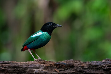 Eastern Hooded Pitta or Pitta novaeguineae seen in Waigeo, West Papua, Indonesia