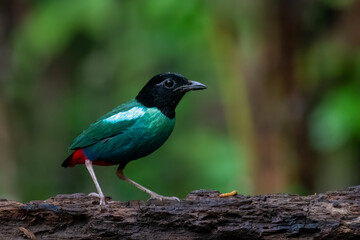 Eastern Hooded Pitta or Pitta novaeguineae seen in Waigeo, West Papua, Indonesia