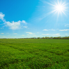 wide green rural field at the sunny day, spring agricultural background