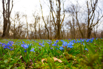 closeup wild blue Scilla snowdrop flowers in a forest, beautiful outdoor spring background