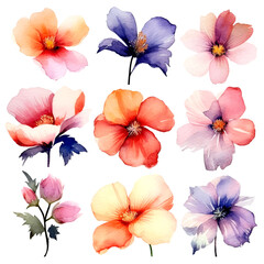 set of petals flowers watercolor