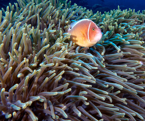 A Pink anemonefish in anemone Apo Island Philippines