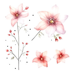 set of pink cotton flowers