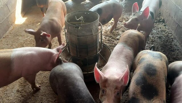 Pigs Gathering Around a Feeder. A group of pigs in a farm enclosure feeding from a central metal feeder.footage 4k video.