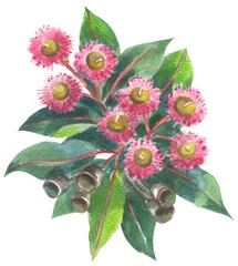 Gum blossom 
Watercolor hand drawing painted illustration.