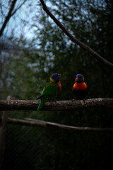 Parrots 