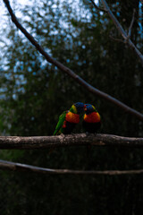 Birds in love