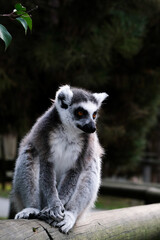 Lemur