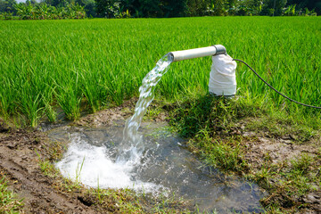 Irrigation of rice fields using pump wells with the technique of pumping water from the ground to...