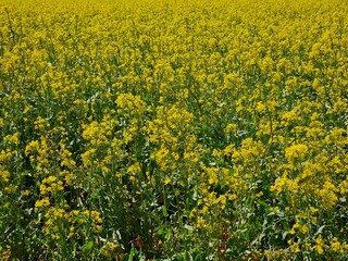 flores amarillas de primavera en munich 