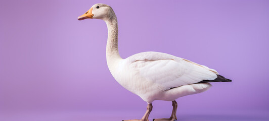 Obraz premium A full-length goose on a purple background, generative AI