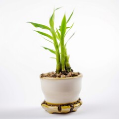 Beautiful mini lucky green bamboo plant in pots pictures