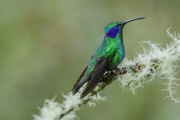 Lesser green violetear (Colibri cyanotus) hummingbird on a mossy branch in the rain in the cloud forest of costa rica