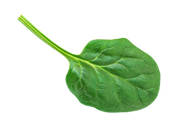 Baby Spinach leaves isolated on white background. Fresh spinach for package design top view. Flat lay