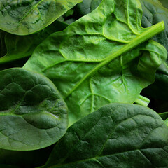 Fresh baby spinach leaves full frame, textured background.  High resolution image.close up.