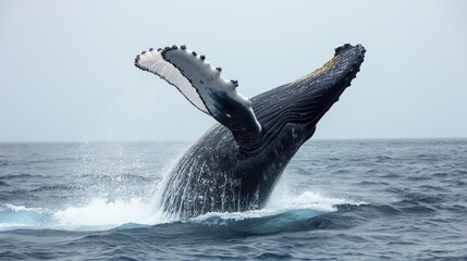 Whale in sea water