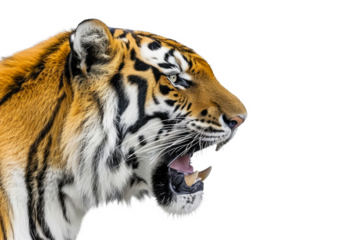 Profile of a roaring tiger, isolated no background