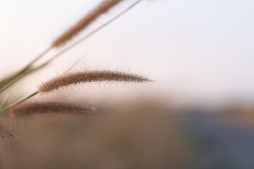 Close-up of wild grass flowers with soft morning sunlight, flowers in the countryside. Bokeh light background