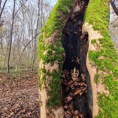 ganesha en medio de el bosque otoñal 