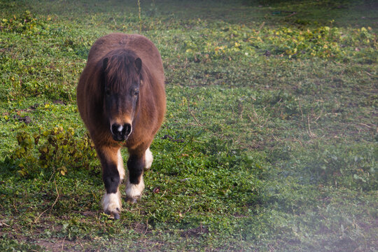 pony, animal, breeding, farm, outdoors, mane, hooves, grass, mea