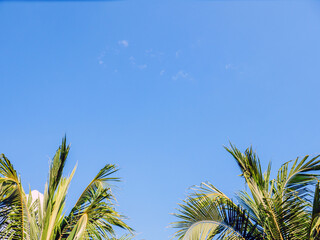Palm branches over blue sky background
