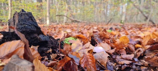 hojas otoñales en el bosque 