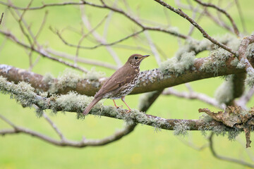 A Song Thrush Perched Gracefully Amidst the Scottish Greens