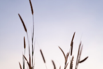 Obraz premium Morning grass flowers with soft sunlight, flowers in the countryside. Wild grass flowers with morning sunlight