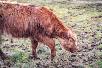 A Highland Cow Grazing on a Grassy Field