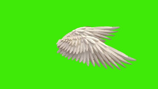 Real Angel Feather Wings Fantasy On A Green Screen Background , set of 3 motions