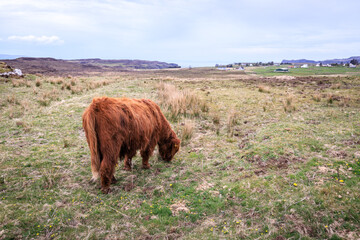A Highland Cow Grazing on a Grassy Field