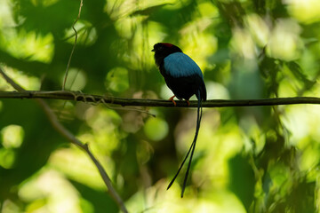 Long-tailed manakin (Chiroxiphia linearis) is a species of bird in the family Pipridae native to Central America