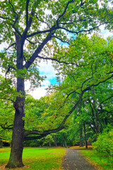 Fototapeta premium Empty green park with large green trees.