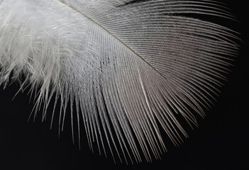 A bird feather with fluffy down macro closeup isolated on a black background