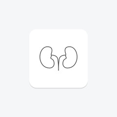 Kidney grey thin line icon , vector, pixel perfect, illustrator file