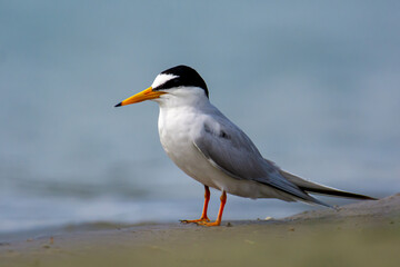 Free photo vertical shot of a Little tern on a branch chirping