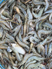 fresh fish and shrimp in the market